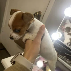 Mini Piebald Dachshund