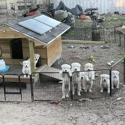 Great Pyrenees Mix puppies
