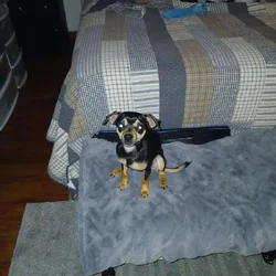 Puppy