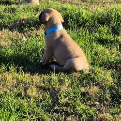 English mastiff