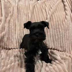 Mini Schnauzer