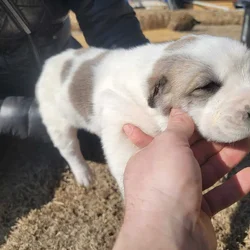 Central Asian Shepherd