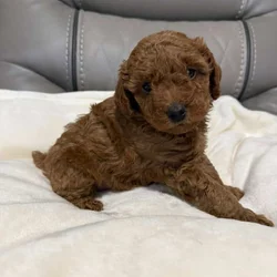 Toy Poodles