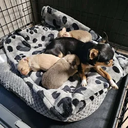 Babydoll face apple head Chihuahuas