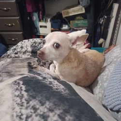 Sweet chihuahua needs immediate rehoming