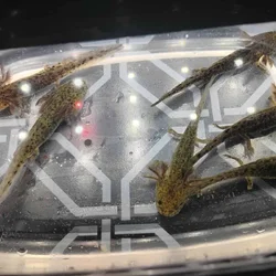 Axolotls