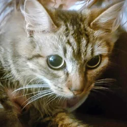 Snuggly Kitty