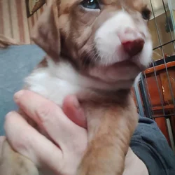 Pitt/Beagle mix puppies for sale
