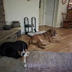 French mastiff