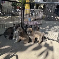belgian husky puppies
