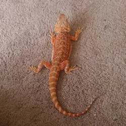 Red morph bearded dragon