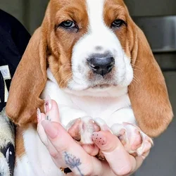 Tank the Basset