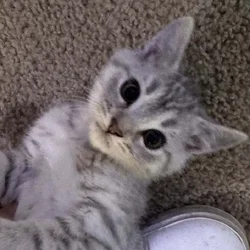 Scottish Fold & Straight‑Ear Kittens — Ready Today