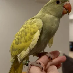 Beautiful indian ringneck babies ready now!