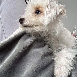 Toy poodle puppies