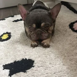 Goku needs a new home