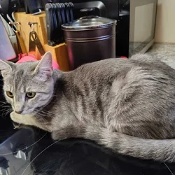 Not my cat