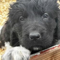 Newfoundland Lanseer Puppies