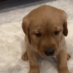 Labs for sale