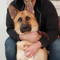 AKC German Shepherd Adult Male