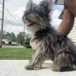 Selling a puppy