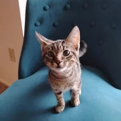 Looking for somebody to buy a 5 month old kitten h