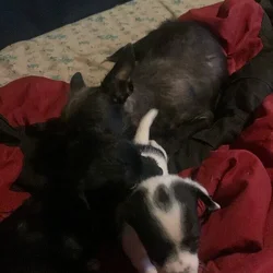 $50 mix Maltese pups