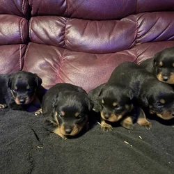 AKC Female Rottweiler Puppies