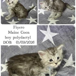 Maine Coon kittens