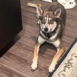 Husky / German shepherd free