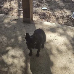 Frenchie for rehome!!!