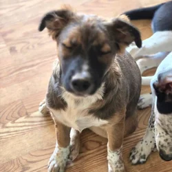 FREE !! 35 WEEK OLD PUPS, have there shots