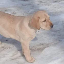 Akc Labadore Retrievers 3 Yellow Females avaliable