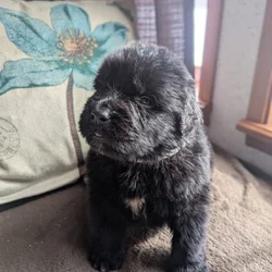 Newfoundland puppy... Pink collar