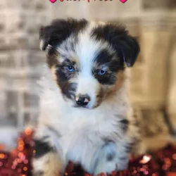 Australian Shepherds