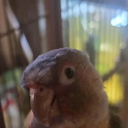 Pineapple Green Cheek Conure