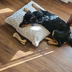 Free Puppy
