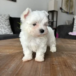 Maltese