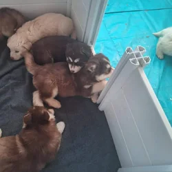 Siberian Husky Puppies