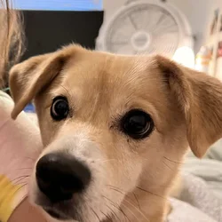 Sunny the sweet Shiba Inu mix