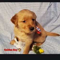 Goldens retriever puppies