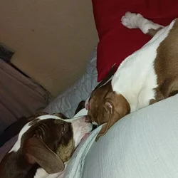 2 pups