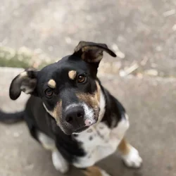 Rehoming Rocket