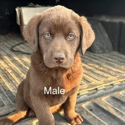Labrador x Labradoodle