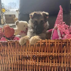 German Shepherd puppies