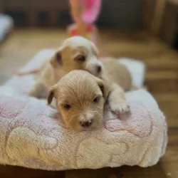 Selling morkies