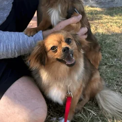 Purebred Mi-Ki Male, Neutered