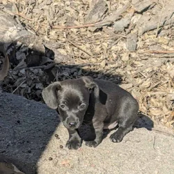 Chiweenie puppy Luke