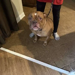 American Bull Dog