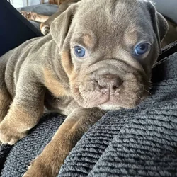 Olde English Bulldogge Pups Available Soon!